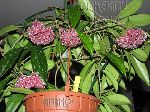 ././Photos/Plantes/Hoya_P-Q-R/Mini/pubicalyx PinkSiver2.jpg